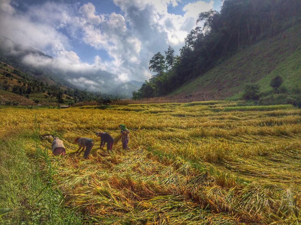 Kowitfarmstay Ban Mae Pan Noi Exteriör bild