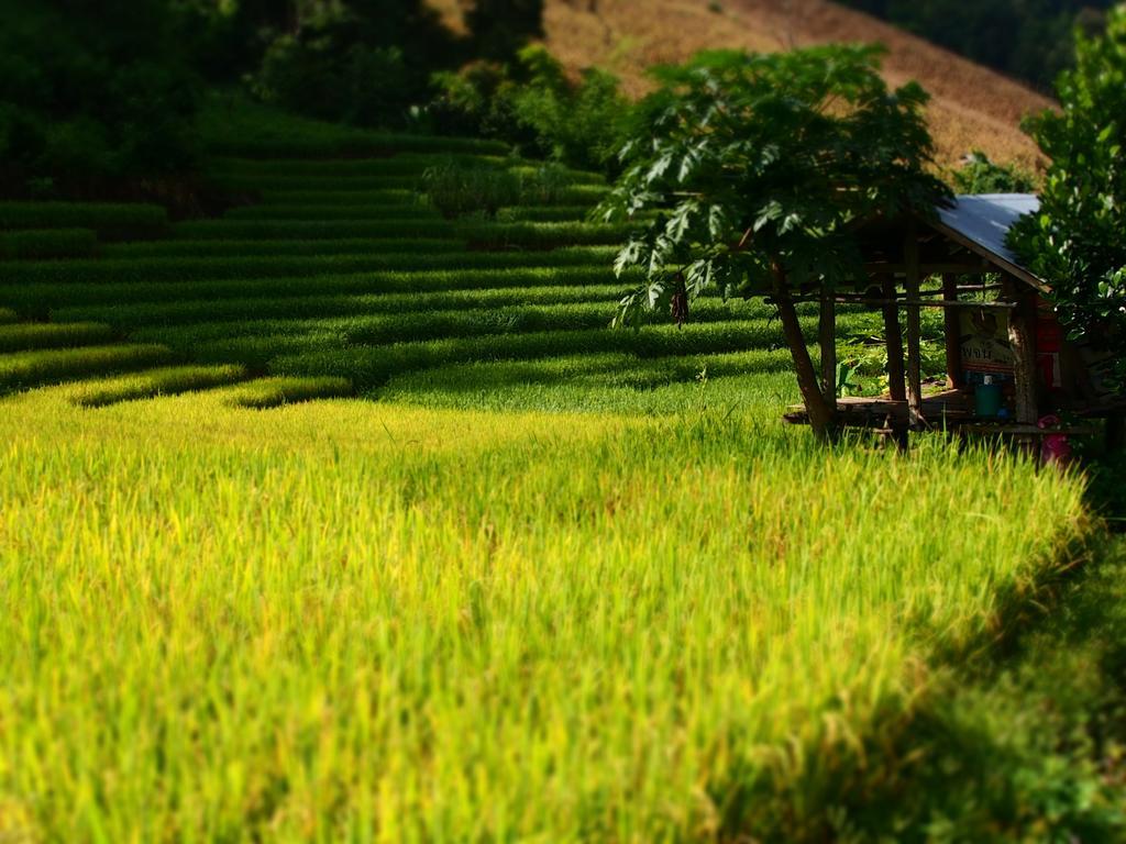 Kowitfarmstay Ban Mae Pan Noi Exteriör bild
