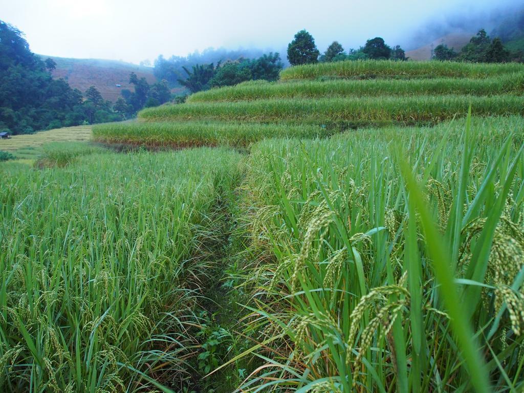 Kowitfarmstay Ban Mae Pan Noi Exteriör bild